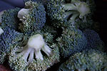 brocoli