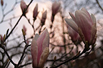 magnolia